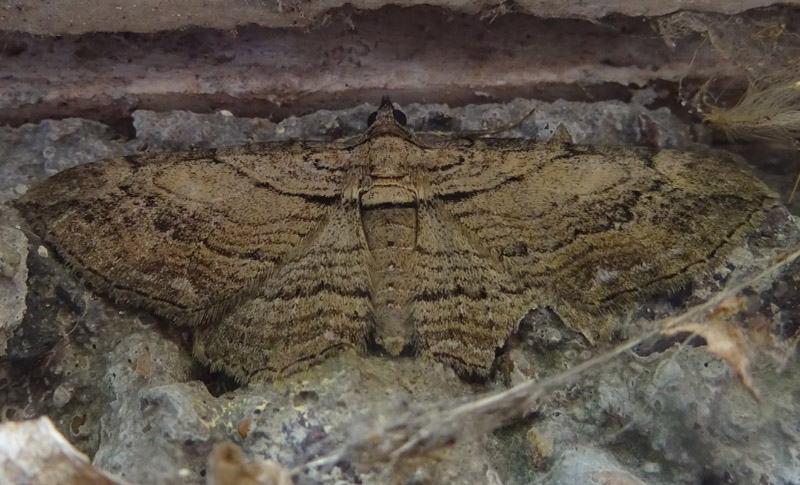 Horisme sp. - Geometridae